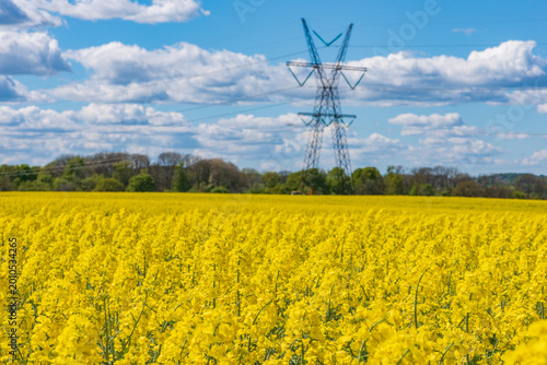 Schilderij op canvas Vibrant Rapeseed Field Under Blue Sky with Electricity Pylon