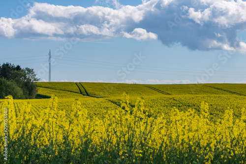Cuadro en lienzo Scenic Rapeseed Field Landscape with Forest and Cloudy Blue Sky