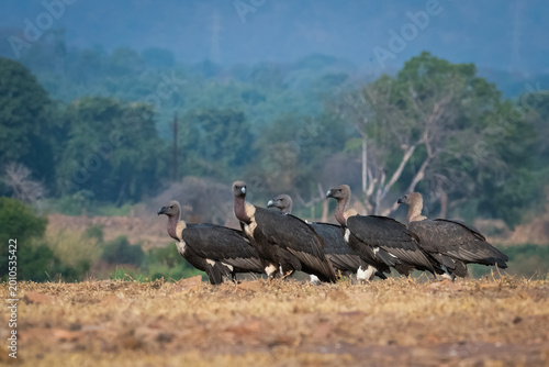 Cuadro en lienzo White-rumped Vultures - An endangered specie of vultures from India