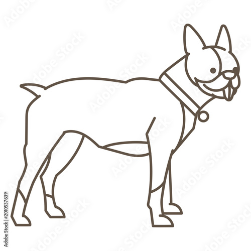 Foto Boston terrier dog standing