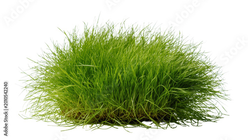 Lush green grass tuft with soil roots and blades