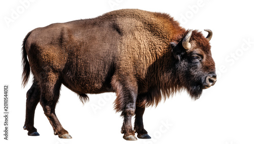 Schilderij op canvas Brown shaggy American bison standing sideways with curved horns
