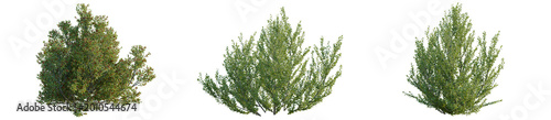 Φωτογραφία Rhamnus alaternus tree, elevation, front view, cutout, transparent background, i
