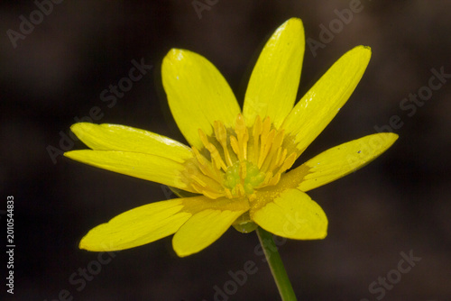 Ficaria verna a yellow spring flower on a dark