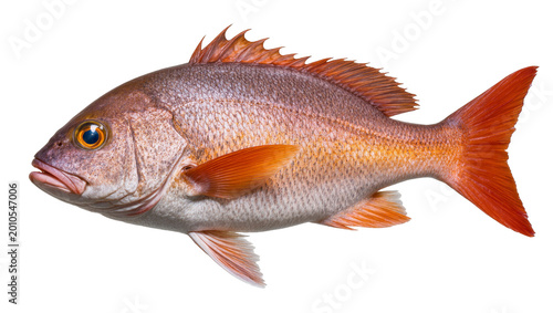 Canvas Print Red Snapper Fish with Orange Fins and Scales Facing Left
