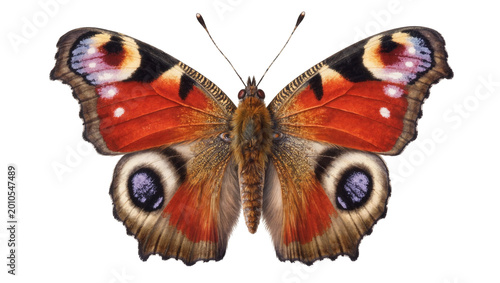 Cuadro en lienzo Red orange speckled Peacock butterfly with dark eyes and antennae