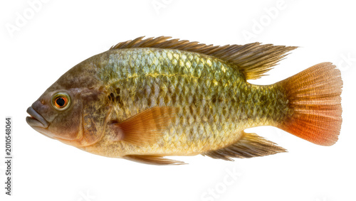 Bild auf Leinwand Green bronze cichlid fish with orange fins and speckled scales