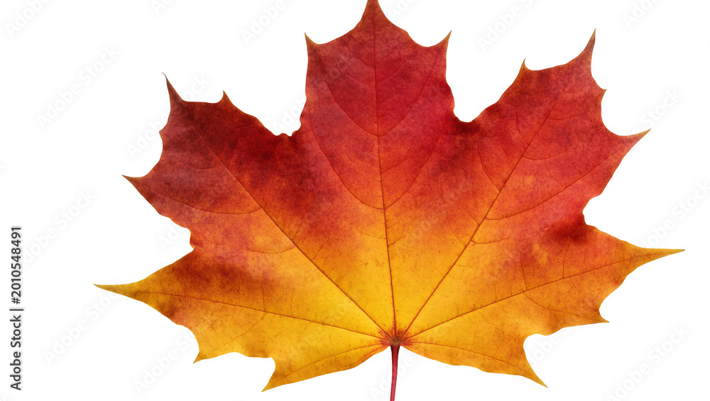 Fototapeta premium Vibrant crimson and gold maple leaf with detailed veins and stem