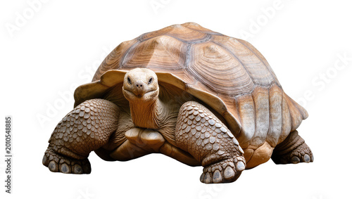 Fotografie Large Brown Tortoise with Textured Shell and Scaly Legs