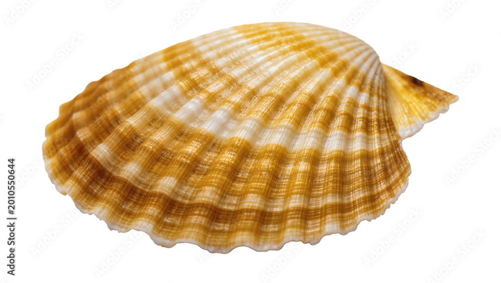 Obraz premium Golden striped seashell with textured ridges and spiral shape
