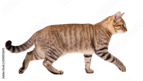 Fotografía Brown tabby cat walking side view with striped fur pattern