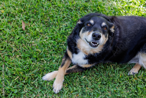 Bild auf Leinwand Happy mixed breed dog lying on green grass looking at camera with friendly expre