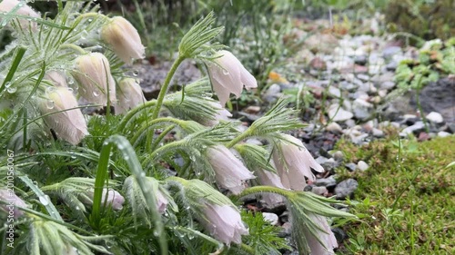 Anemone; Pulsatílla in the spring, in the rain and wet snow, close-up