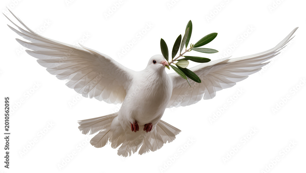 Obraz na płótnie White dove bird carrying green olive branch in beak, isolated on transparent bac