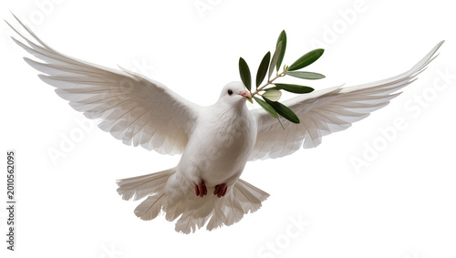 Cuadro en lienzo White dove bird carrying green olive branch in beak, isolated on transparent bac