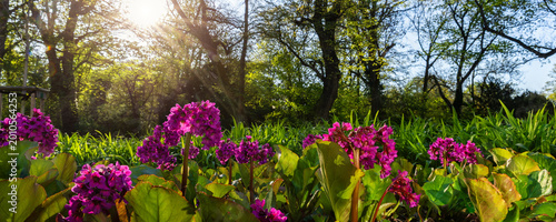 Photos Pink bergenia flowers park warm sunlight lens flare fresh green leaves foreground