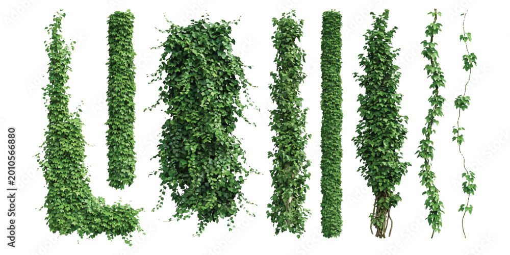 Naklejka premium Set of green climbing ivy plant vines and hanging moss leaves for garden design