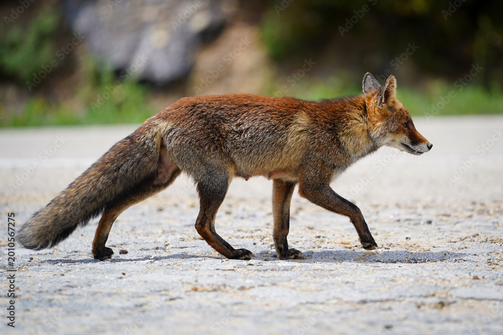 Obraz premium Curious fox in natural habitat