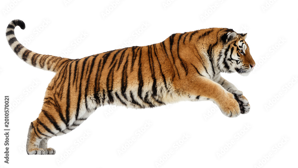 Obraz premium Striped Bengal Tiger Leaping with Curled Tail
