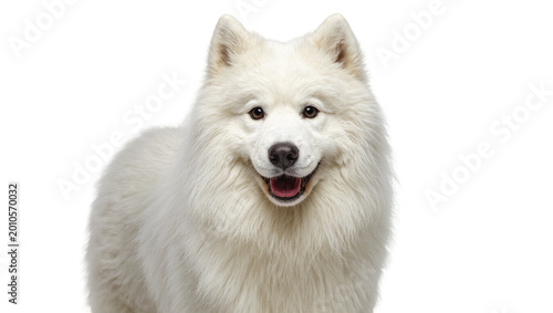 Bild auf Leinwand Fluffy White Samoyed Dog Smiling with Open Mouth