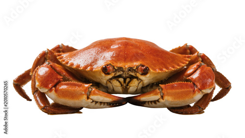 Fotografia Orange Brown Crustacean Crab with Large Claws Facing Forward