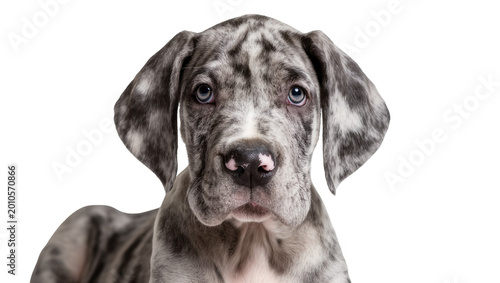 Quadro su tela Harlequin Great Dane Puppy Close-Up Portrait with Blue Eyes