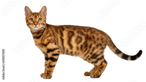 Fotografie Brown tabby Bengal cat standing sideways with green eyes