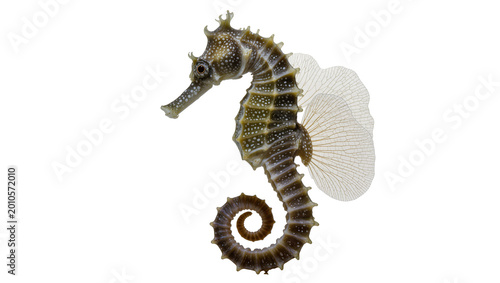 Bild auf Leinwand Detailed seahorse with delicate white coral, isolated on transparent background