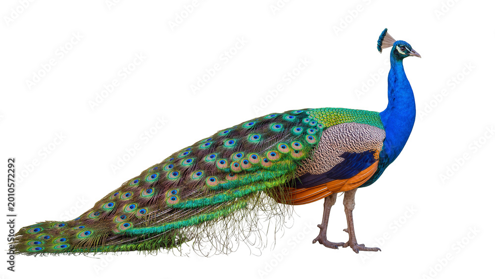 Fototapeta premium Vibrant male Peacock displaying iridescent plumage and long train feathers