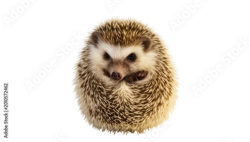 Fotografía Spiky brown African Pygmy Hedgehog portrait with dark eyes and nose