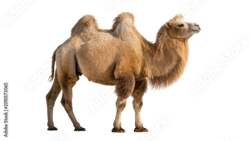 Tableau sur toile Tan Dromedary Camel Standing with Humps and Furry Mane
