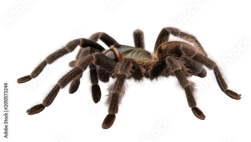 Photos Dark brown hairy tarantula with black eyes and legs