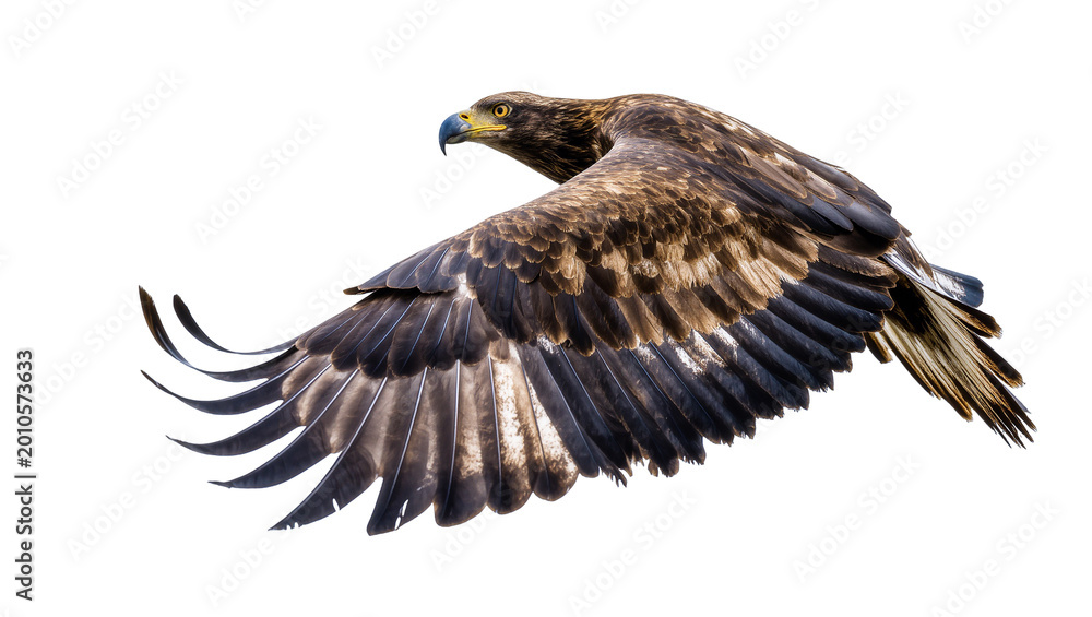 Fototapeta premium Golden eagle in flight with extended wings and sharp beak