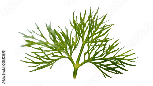 Schilderij op canvas Fresh green dill herb sprig delicate feathery leaves, isolated on transparent ba