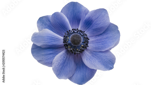 Fotografía Vibrant blue anemone flower with dark center, isolated on transparent background