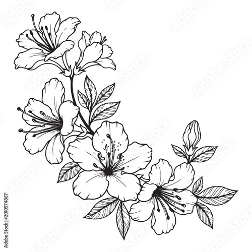 Hand-drawn vector line art of azalea flowers on a branch. Ideal for botanical illustrations and coloring pages reflecting natural beauty and growth