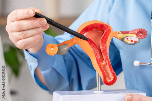 Person in a blue shirt uses a black tool on a 3D human reproductive anatomy model. The model shows the uterus, fallopian tubes, and ovaries in detail
