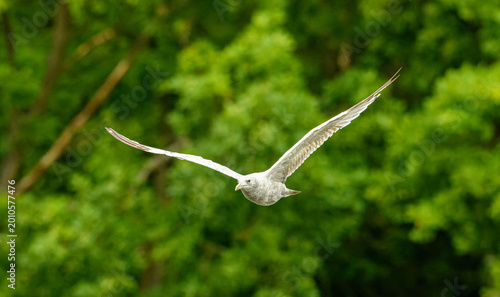 Картината върху платно juvenile Caspian gull (Larus cachinnans) in flight