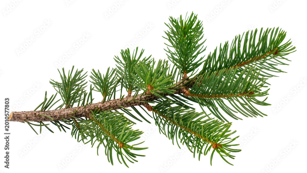 Fototapeta premium Green pine branch with needles, isolated on transparent background