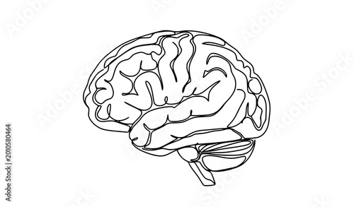 Bild auf Leinwand Human brain anatomical line art, intelligence and medical science illustration