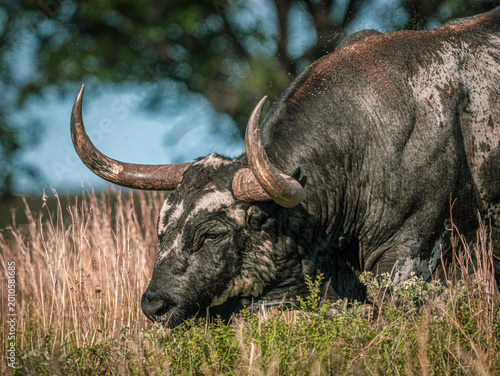 Obraz na plátně Longhorn Bull