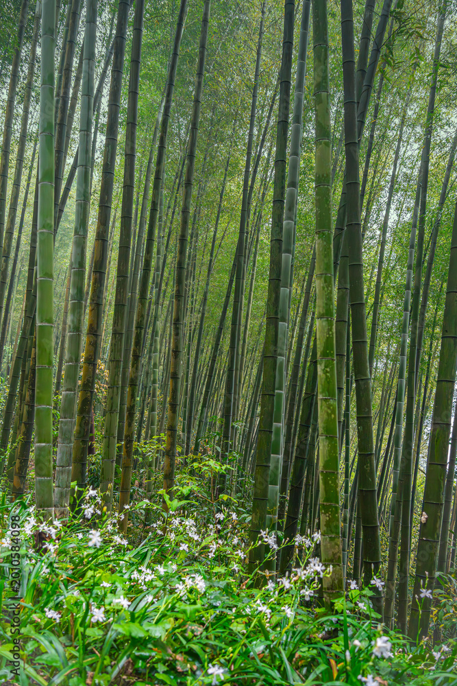 Fototapeta premium Bamboo forest with wild flowers in Nature Reserve in South China.