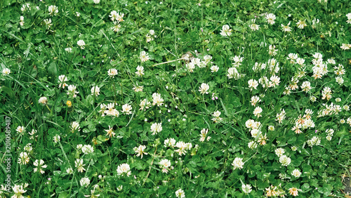 Horizontal photo of a green lawn filled with blooming white clover flowers and fresh grass
