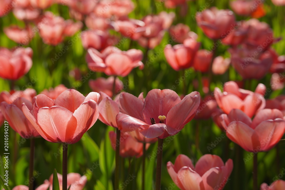 Obraz premium Coral peach tulips blooming in spring garden, close-up floral background