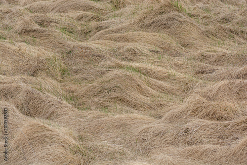 dry grass, natural texture, organic pattern, wavy grass, hay, abstract nature, minimalist background, earthy tones, early spring, meadow, wild grass, environmental, neutral colors, structure.
