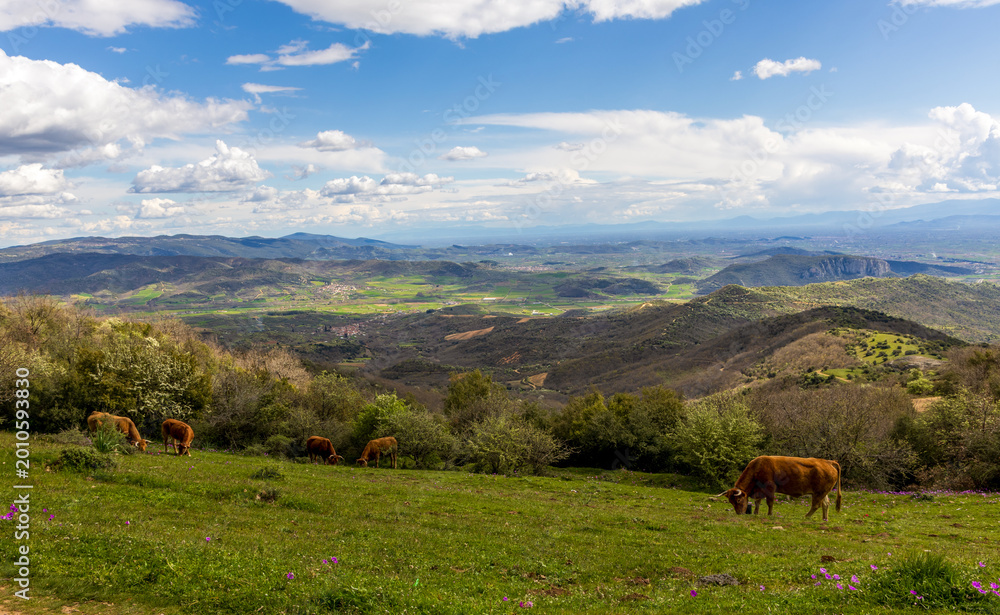 Fototapeta premium Herd of cattle grazing on the high altitude pasture in Meteora, Greece