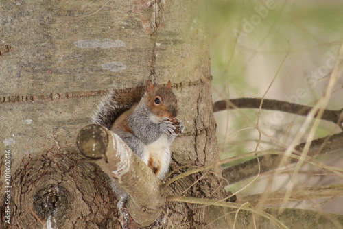 Konstfotografi Red and gray squirrel eating something