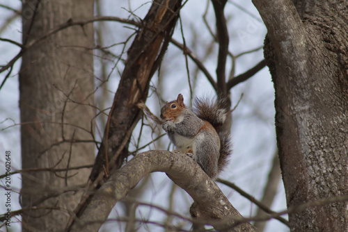 Εκτύπωση καμβά Red and gray squirrel nibbling on something while perched high up in a tree bran