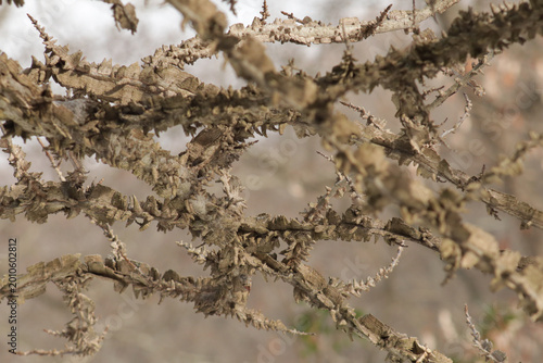 Tablou pe pânză Interesting warty branches of a sweetgum tree in winger
