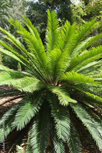 Lush green foliage of Cycas revoluta or Sago Palm in a sunlit garden. Symmetrical rosette of feathery leaves of an exotic cycad plant. Valencia, Spain.